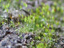 Attēlu rezultāti vaicājumam “Gymnostomum calcareum”