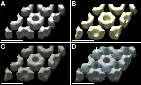 Attēlu rezultāti vaicājumam “Enteridium corticatum spores”