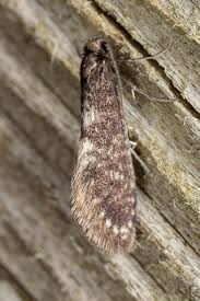 Attēlu rezultāti vaicājumam “Tineidae”