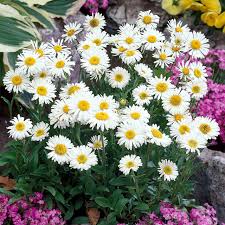 Image result for Aster alpinus