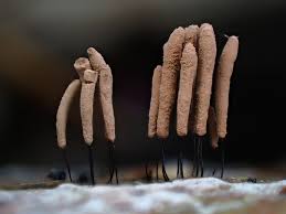 Attēlu rezultāti vaicājumam “Stemonitis axifera var. smithii macro”