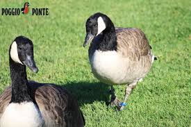 Attēlu rezultāti vaicājumam “Branta canadensis adult”
