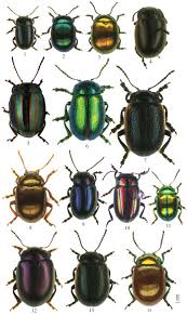 Attēlu rezultāti vaicājumam “Chrysolina staphylaea”