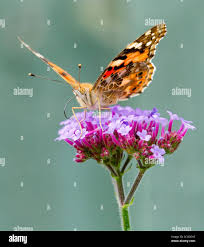Attēlu rezultāti vaicājumam “Vanessa cardui underside”