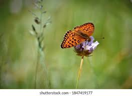 Attēlu rezultāti vaicājumam “Brenthis ino upperside”