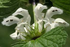 Attēlu rezultāti vaicājumam “Lamium album leaf”