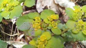 Attēlu rezultāti vaicājumam “Chrysosplenium alternifolium fruit”