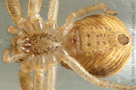 Attēlu rezultāti vaicājumam “Xysticus ulmi”