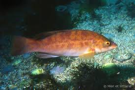 Image result for Labrus bergylta