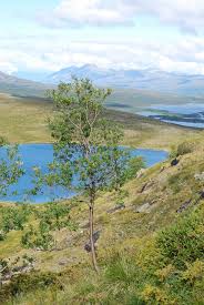 Attēlu rezultāti vaicājumam “Salix myrsinifolia male flower”