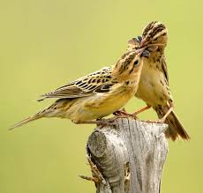 Image result for Dolichonyx oryzivorus