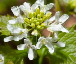 Attēlu rezultāti vaicājumam “Alliaria petiolata”