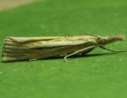 Attēlu rezultāti vaicājumam “Agriphila selasella”