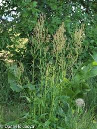 Attēlu rezultāti vaicājumam “Rumex thyrsiflorus”