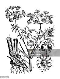 Attēlu rezultāti vaicājumam “Cicuta virosa leaf”