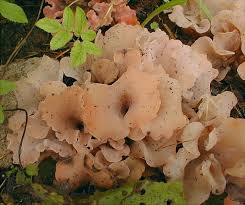 Attēlu rezultāti vaicājumam “Tremiscus helvelloides”