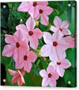 Image result for Nicotiana x sanderae