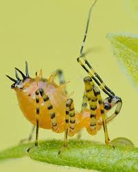 Attēlu rezultāti vaicājumam “Lygus nymph nymph”