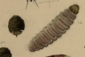 Attēlu rezultāti vaicājumam “Chimabachidae”