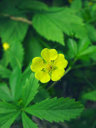 Attēlu rezultāti vaicājumam “Potentilla erecta fruit”