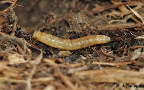 Attēlu rezultāti vaicājumam “Tipulidae larva”