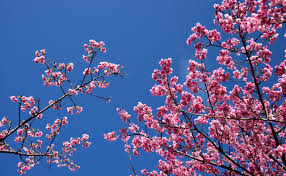 Image result for 緋寒桜