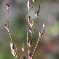 Attēlu rezultāti vaicājumam “Juncus bufonius”