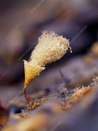 Attēlu rezultāti vaicājumam “Hemitrichia calyculata”