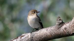 Attēlu rezultāti vaicājumam “Ficedula hypoleuca”