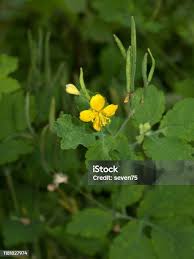 Attēlu rezultāti vaicājumam “Chelidonium majus bud”