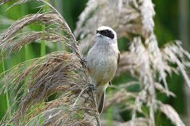 Image result for Remiz pendulinus