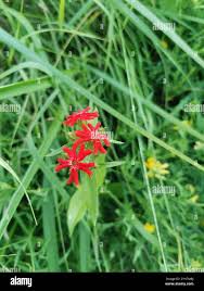 Attēlu rezultāti vaicājumam “Silene chalcedonica”