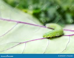 Attēlu rezultāti vaicājumam “Pieris rapae larva”