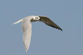 Image result for Gelochelidon nilotica