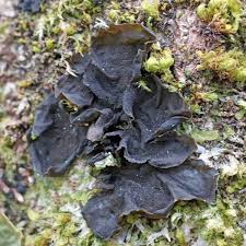 Attēlu rezultāti vaicājumam “Collema”