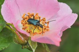 Attēlu rezultāti vaicājumam “Gaurotes virginea”