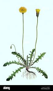 Attēlu rezultāti vaicājumam “Leontodon hispidus”