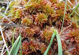 Attēlu rezultāti vaicājumam “Encalypta streptocarpa sporophyte”