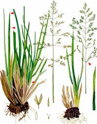 Attēlu rezultāti vaicājumam “Poa remota”