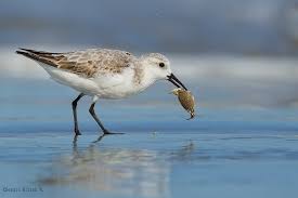 Attēlu rezultāti vaicājumam “Calidris alba”