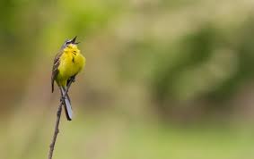 Attēlu rezultāti vaicājumam “Motacilla flava flava adult”