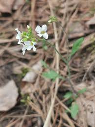 Attēlu rezultāti vaicājumam “Cardaminopsis arenosa flower”