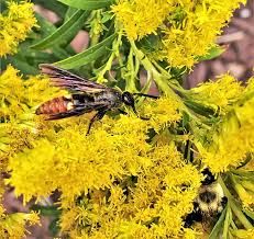 Attēlu rezultāti vaicājumam “Solidago canadensis fruit”
