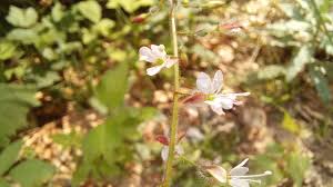 Attēlu rezultāti vaicājumam “Circaea lutetiana flower”