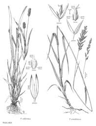Attēlu rezultāti vaicājumam “Phalaroides arundinacea”