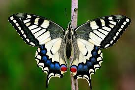 Attēlu rezultāti vaicājumam “Papilio machaon underside”