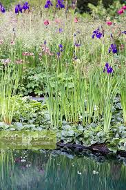 Attēlu rezultāti vaicājumam “Asarum europaeum flower”