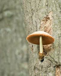 Attēlu rezultāti vaicājumam “Volvariella bombycina”