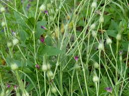 Image result for Kornrade