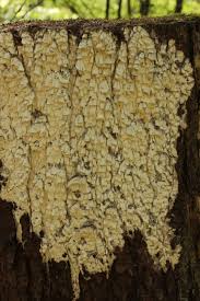 Attēlu rezultāti vaicājumam “Antrodia xantha”